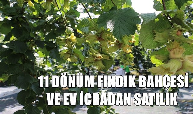 Ulubey&#039;de 2 parsel fındık bahçesi ve ev icradan satılacak!