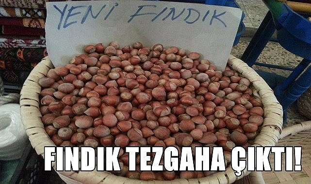 Yeni fındık yol kenarında satışa çıktı, kilosu 200 TL