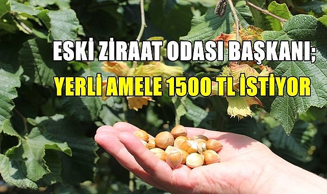 Ziraat Odası Başkanı söyledi; Yerli fındık amelesi 1500 TL istiyor!