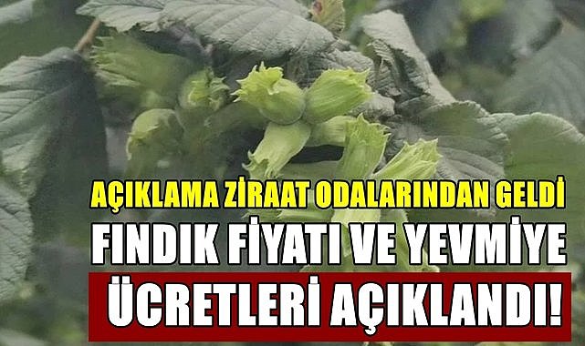 Ziraat Odası, fındık fiyatı ve yevmiye ücretlerini açıkladı