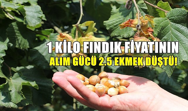 1 kilo fındığın alım gücü bir günde 2.5 ekmek eridi!