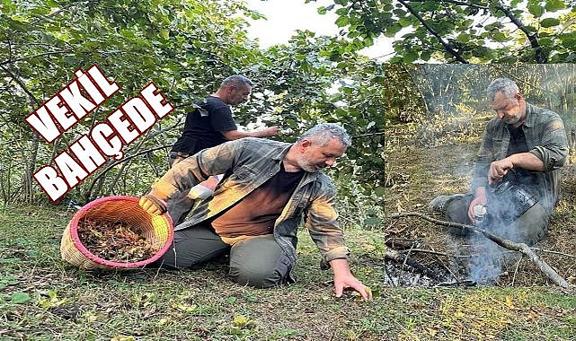 AK Parti Milletvekili Hasan Turan, Memleketi Giresun&#039;da Fındık Topladı