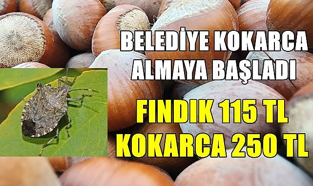 Belediye fındığa zarar veren kahverengi kokarcanın kilosunu 250 TL&#039;den almaya başladı, fındık ise 115 TL