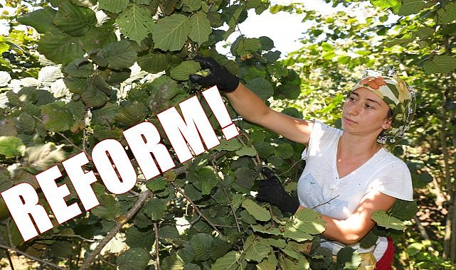 Büyükşehir fındık hasadında reform gerçekleştirdi!