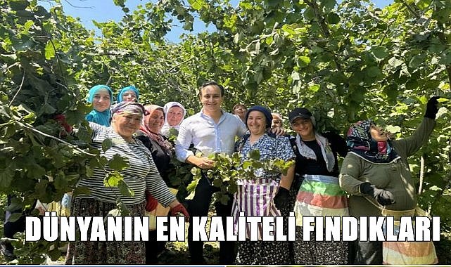 Dünyanın en kaliteli fındıkları bu topraklarda yetişiyor