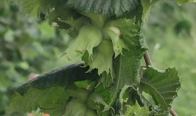 Fatsa&#039;da fındığın maliyeti 162 TL