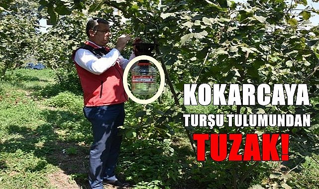 Fındığı yok eden Kokarcaya turşu tulumundan feromon tuzak kuruldu