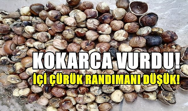 Fındığın içi çürük, randımanı düşük!