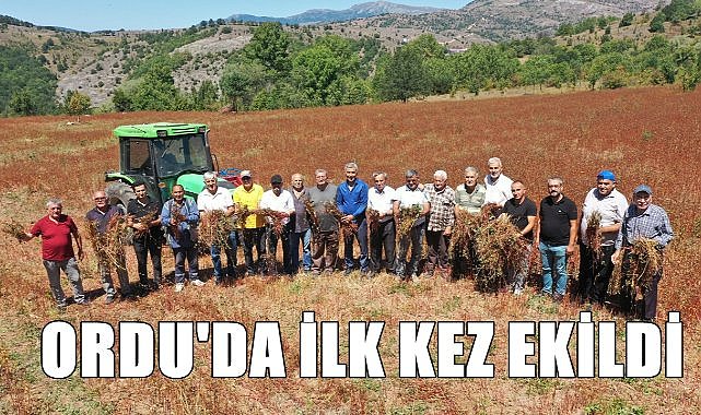 Fındık diyarı Ordu&#039;da ilk kez karabuğday ekildi