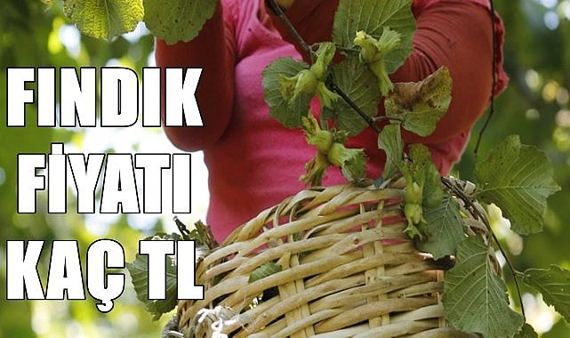 Fındık fiyatı 03.08.2024