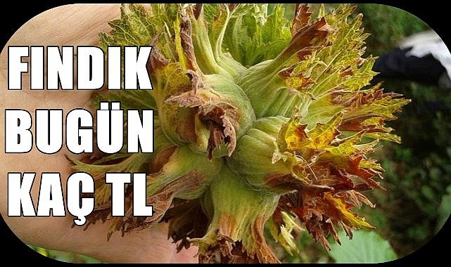 Fındık fiyatı 04.08.2024