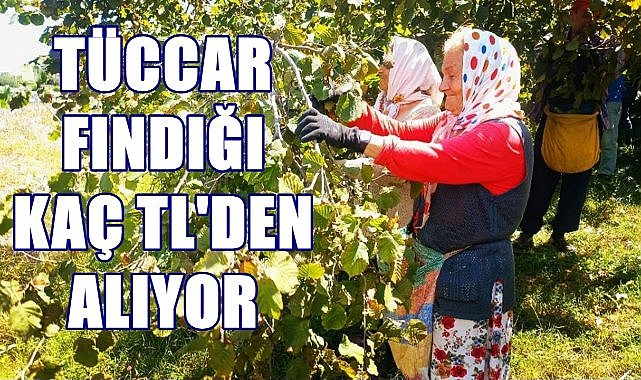 Fındık fiyatı 09.08.2024