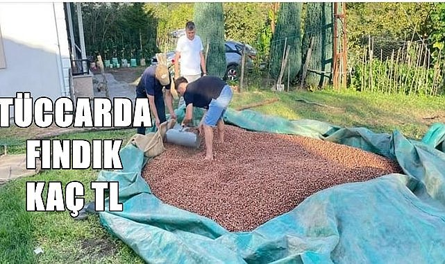 Fındık fiyatı 11.08.2024