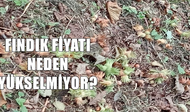 Fındık fiyatı 14.08.2024