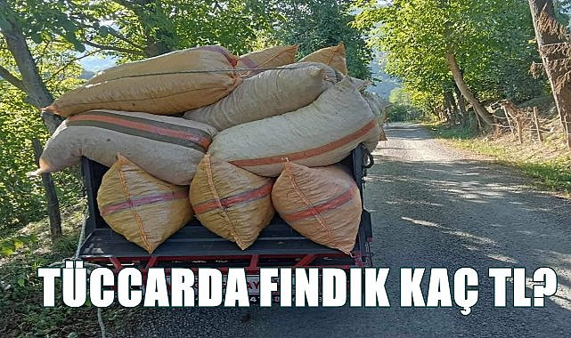 Fındık fiyatı 15.08.2024