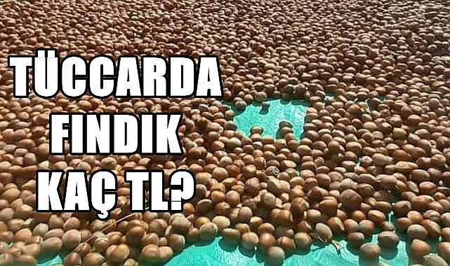 Fındık fiyatı 16.08.2024