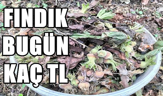 Fındık fiyatı 23.08.2024