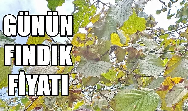 Fındık fiyatı 25.08.2024