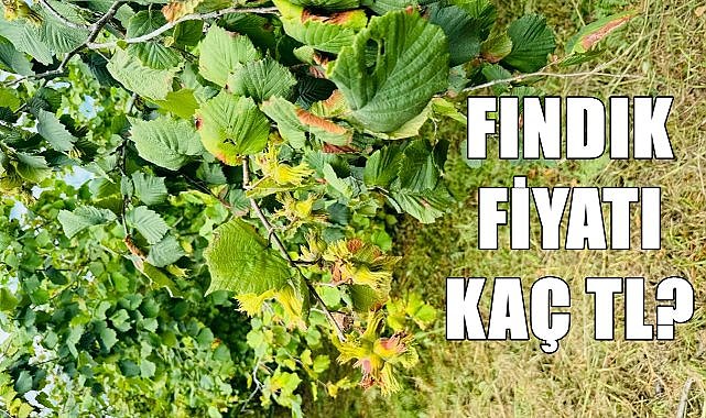 Fındık fiyatı ne zaman açıklanacak? 1 Ağustos günü fındık kaç TL oldu