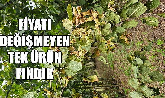 Fındık Fiyatları Ağustos Ayı Boyunca Sabit Kaldı; Üreticiler Zarar Ediyor