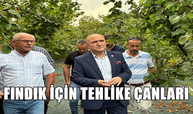 Fındık İçin Tehlike Çanları Çalıyor!