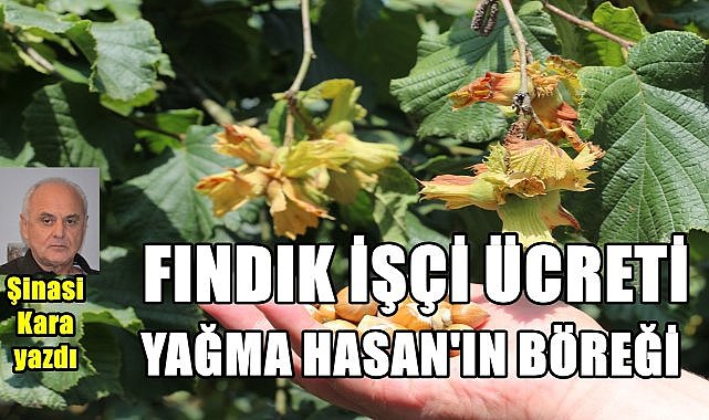 Fındık işçilik ücreti, Yağma Hasan&#039;ın Böreği!