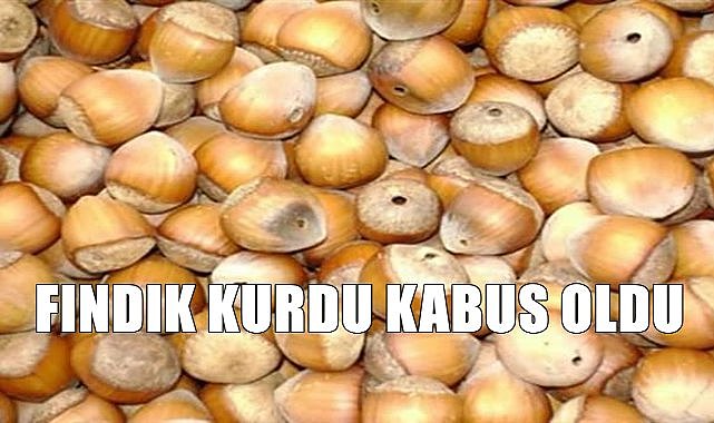 Fındık kurdu fındık üreticilerinin korkulu rüyası oldu! Fındık Kurdu ile nasıl mücadele edilir?