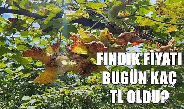 Fındık piyasası tüccarın elinde! Fındık fiyatı 05.08.2024