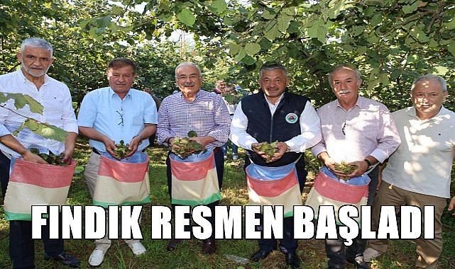 Fındık toplanmaya bugün resmen başlandı