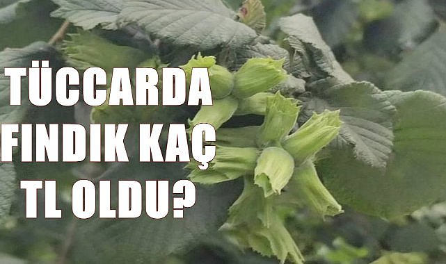 Fındık tüccarda kaç TL oldu