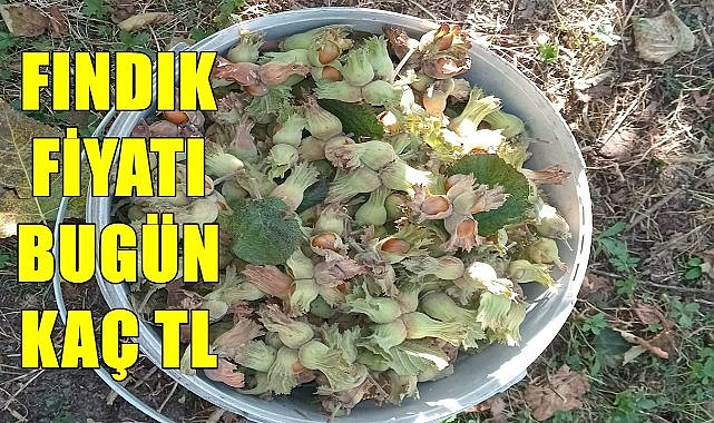 Fındıkta deprem! Fındık fiyatı çakıldı