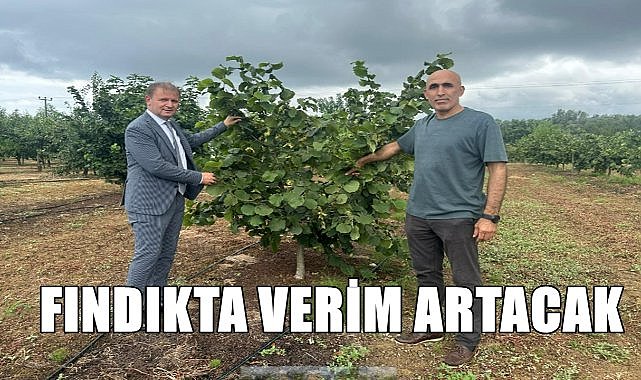 Fındıkta verim artacak; ODÜ&#039;nün projesine TUBİTAK destek verdi!
