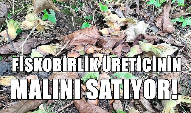 Fiskobirlik fındık üreticisinin malını satıyor