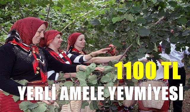 Giresun&#039;da fındık amele yevmiyesi en düşük 800, en yüksek 1100 TL