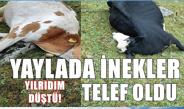 Giresun&#039;da Yıldırım Faciası: İki Büyükbaş Hayvan Telef Oldu