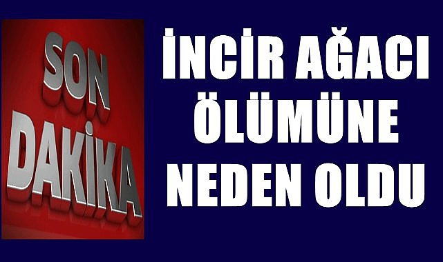 İncir ağacından düşen vatandaş hayatını yitirdi!