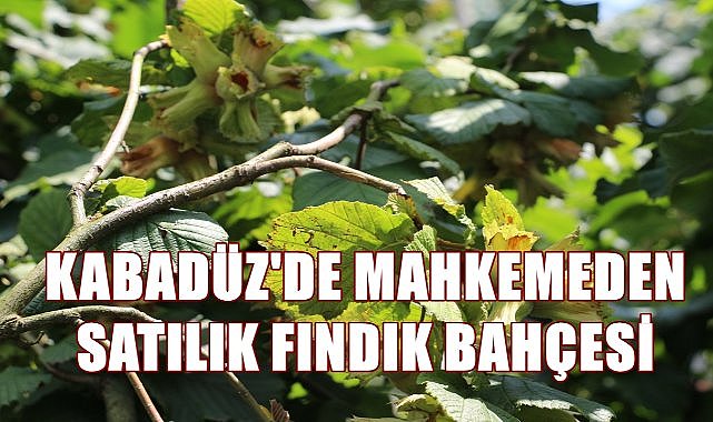 Kabadüz&#039;de 5.5 dönüm fındık bahçesi mahkemeden satışa çıktı