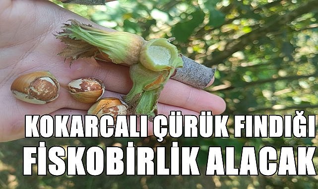 Kokarcanın vurduğu çürük fındıkları Fiskobirlik alacak!
