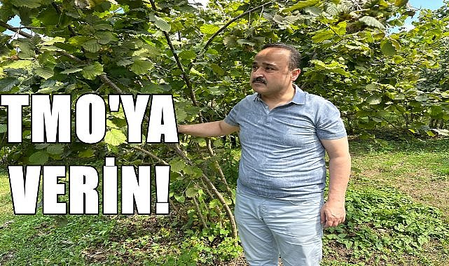 Milletvekili Şanlıtürk&#039;ten Fındık Üreticisine çağrı; Fındığınızı TMO&#039;ya Verin