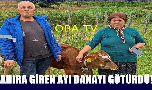 Ordu&#039;da ahıra giren ayı danayı alıp götürdü