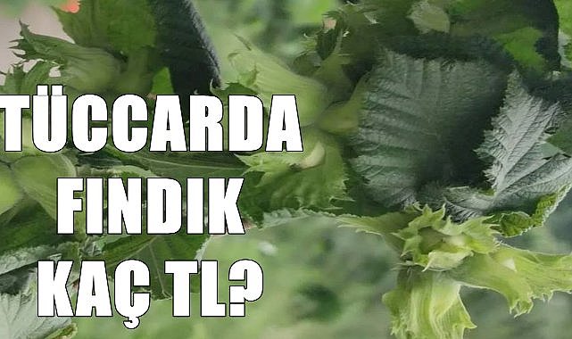 Ordu&#039;da fındık fiyatı 12.08.2024