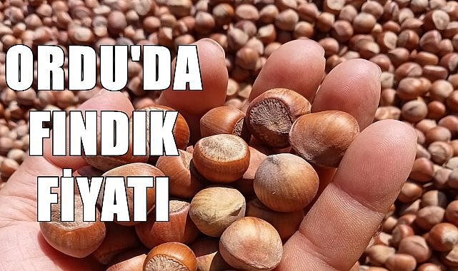 Ordu&#039;da Fındık Fiyatı Sabit Kaldı: Üreticinin Gözü Tüccarda