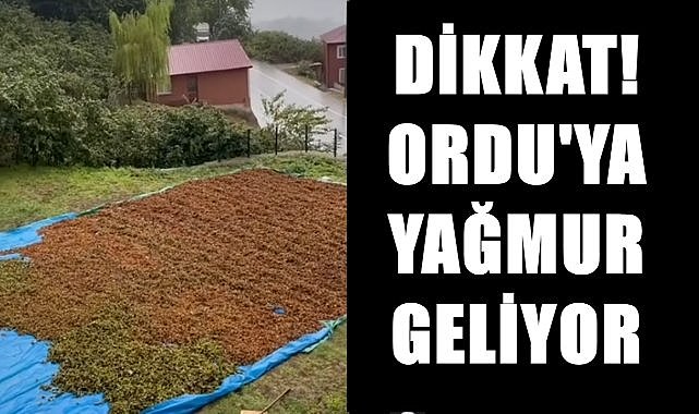 Ordu&#039;da sağanak yağış fındık üreticisini tedirgin ediyor