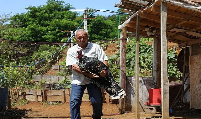 Ordu hindi yetiştiriciliğinden iyi kazandı