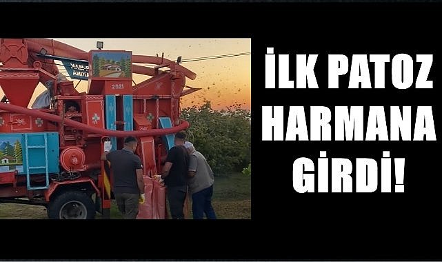 Patoz fındık harmanına girdi! İlk fındığı patoza kim verdi?