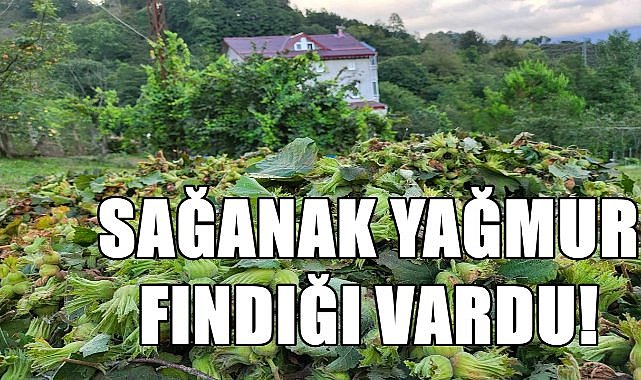Sağanak yağışlar fındığı vurdu, fındık toplayanlar bahçeden eve döndü,