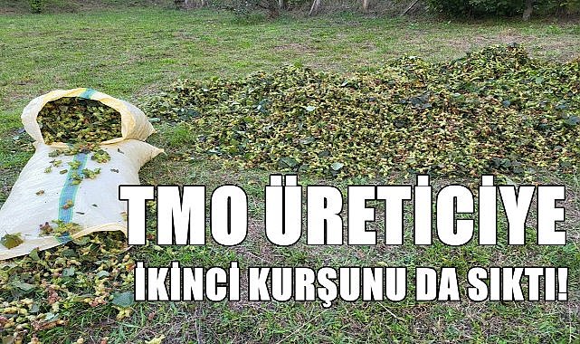 TMO fındık üreticisine ikinci kurşunu da sıktı!
