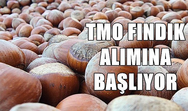 TMO O  illerde fındık alımına başlıyor, Ordu, Samsun, Giresun, Trabzon, Düzce, Sakarya ,Zonguldak