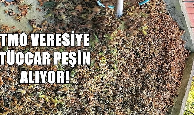 TMO Veresiye  Tüccar Peşin Alıyor, Fındık Fiyatı Yerlerde Sürünüyor