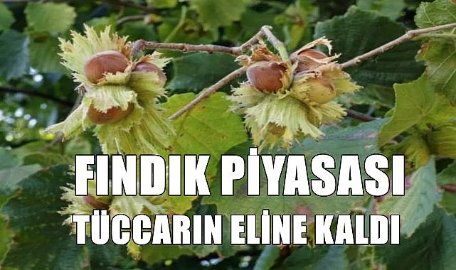 Tüccar fındığı kaç TL&#039;den alıyor, günün fındık fiyatları
